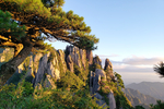 松树