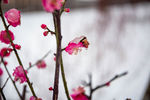 傲雪梅