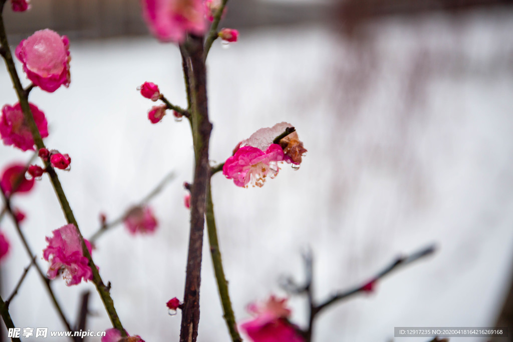 傲雪梅