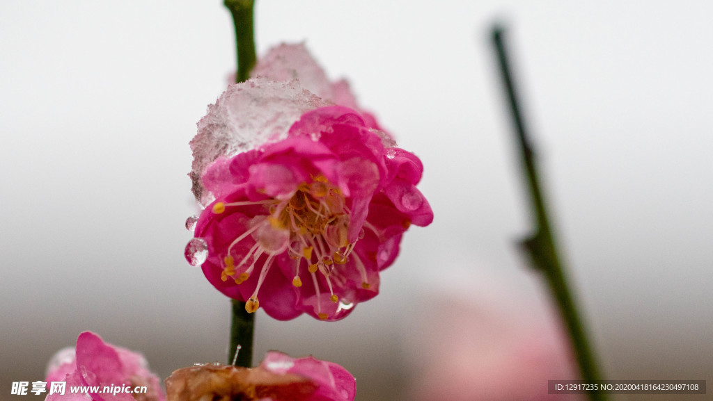 傲雪梅