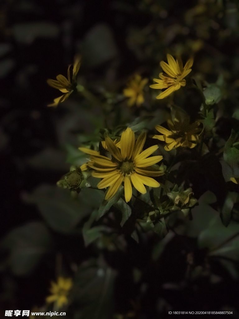 黄色花朵壁纸唯美雏菊