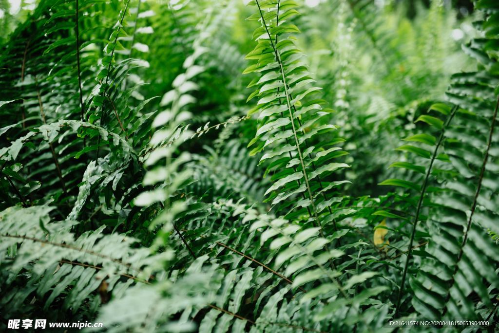 蕨类植物