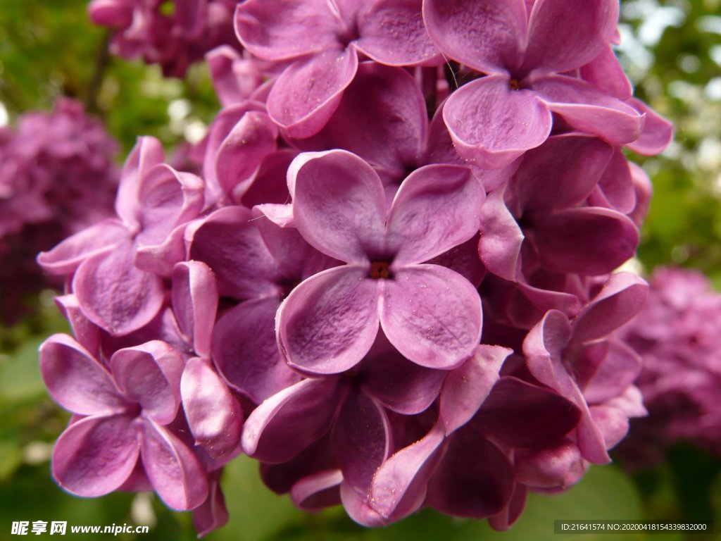 丁香花