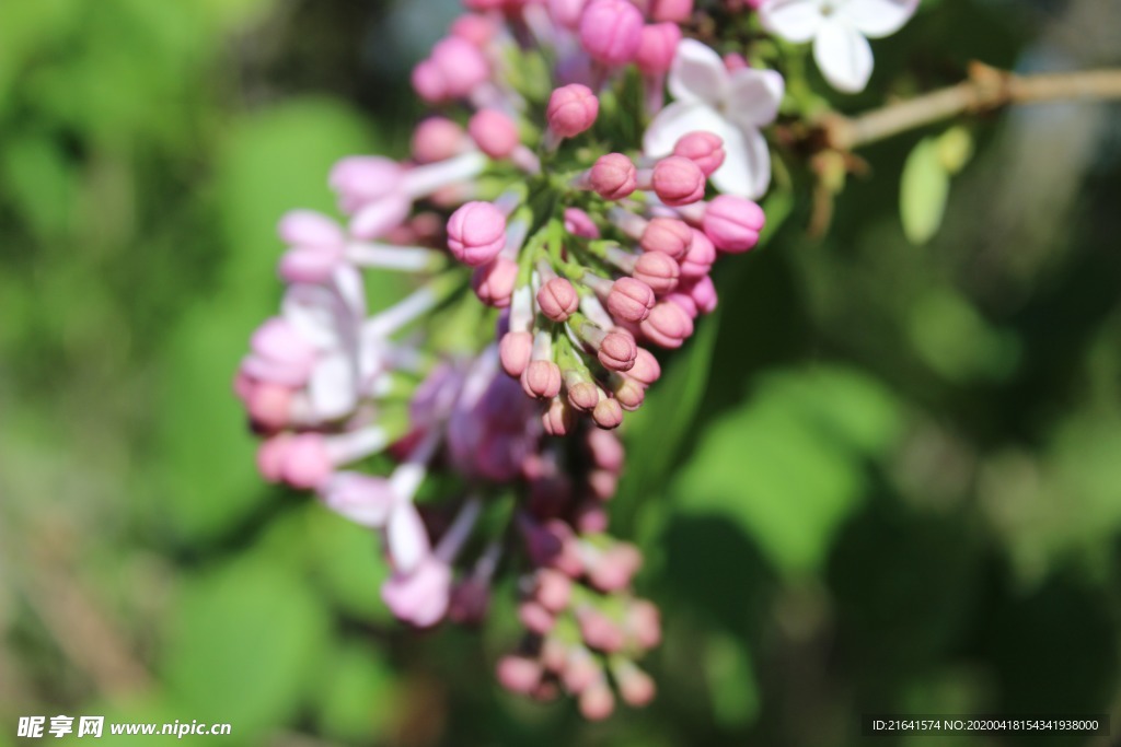 丁香花