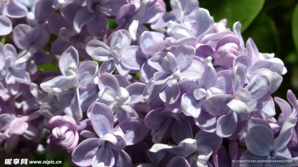 丁香花