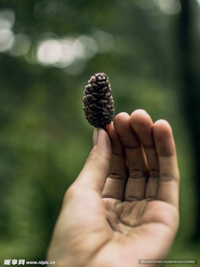 手上的松球