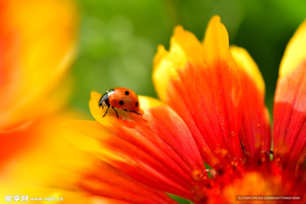 红色花朵上的一只瓢虫