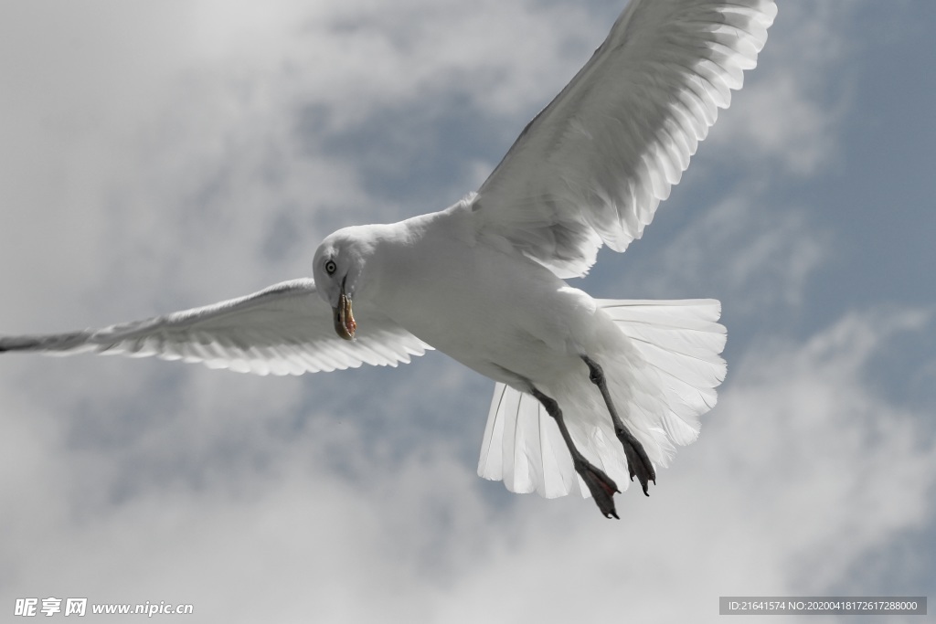 展翅翱翔于空中的海鸥