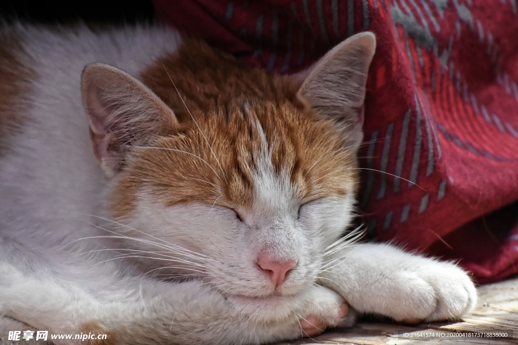 在窝里酣睡的猫猫特写摄影