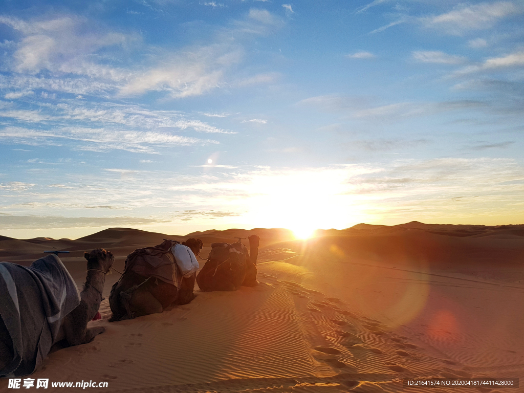 沙漠中的骆驼摄影