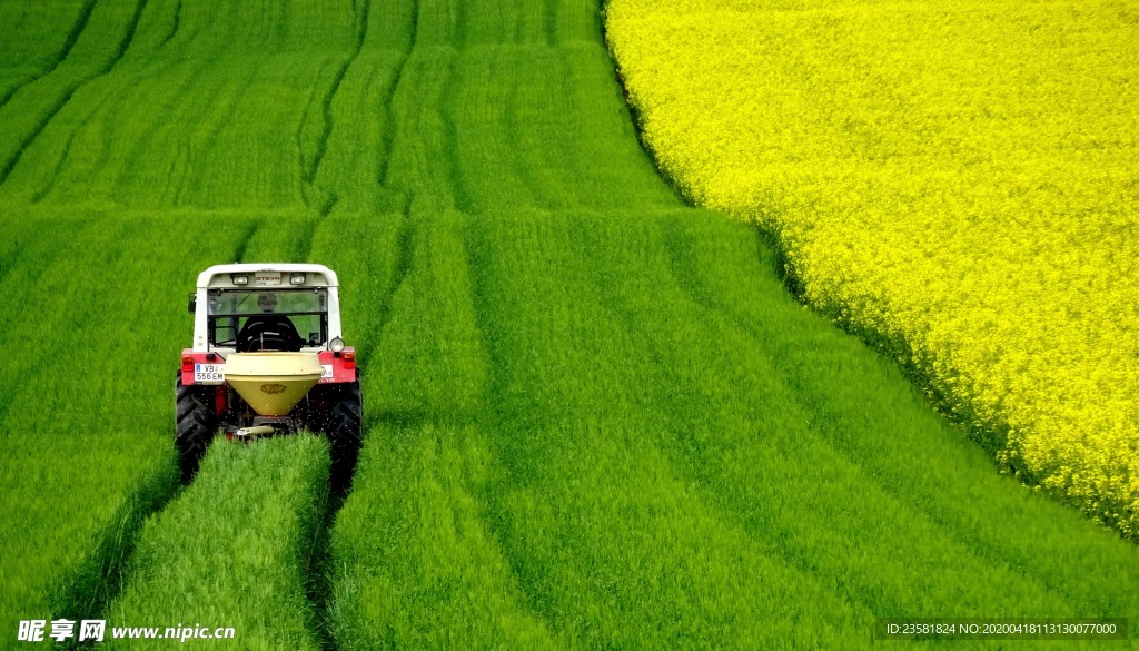 油菜花田