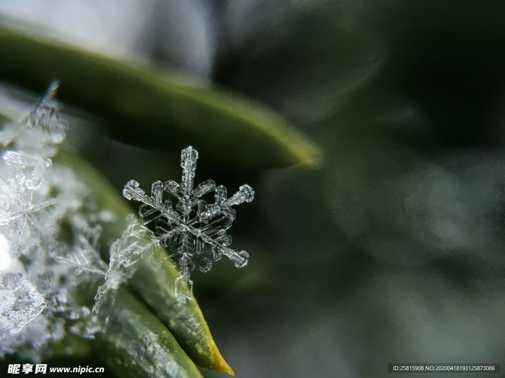 雪花冰花冰霜窗花图片