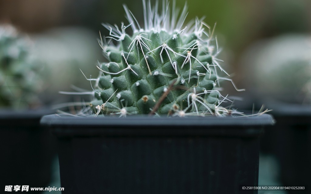 仙人掌仙人掌花图片