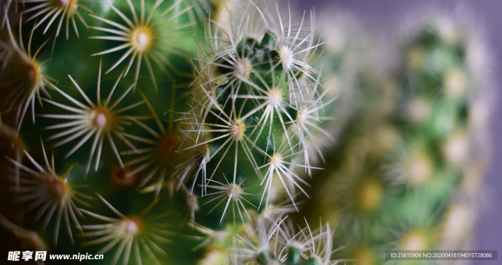 仙人掌仙人掌花图片