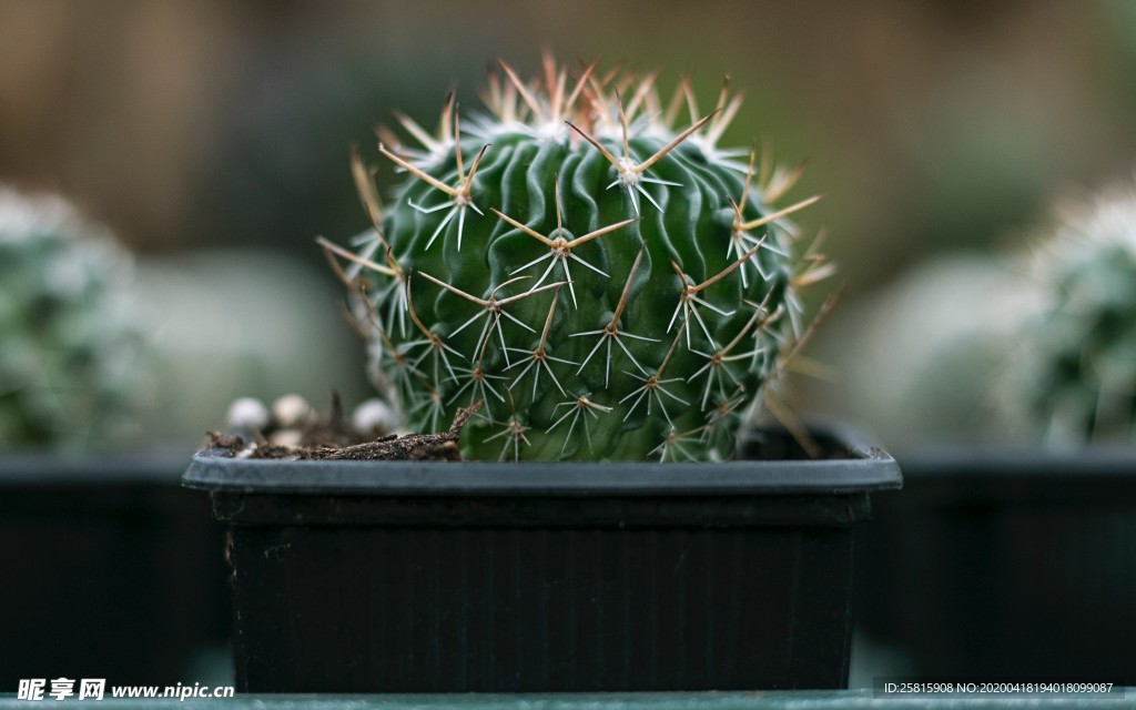 仙人掌仙人掌花图片