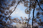 山水 秋色