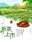 新茶上市