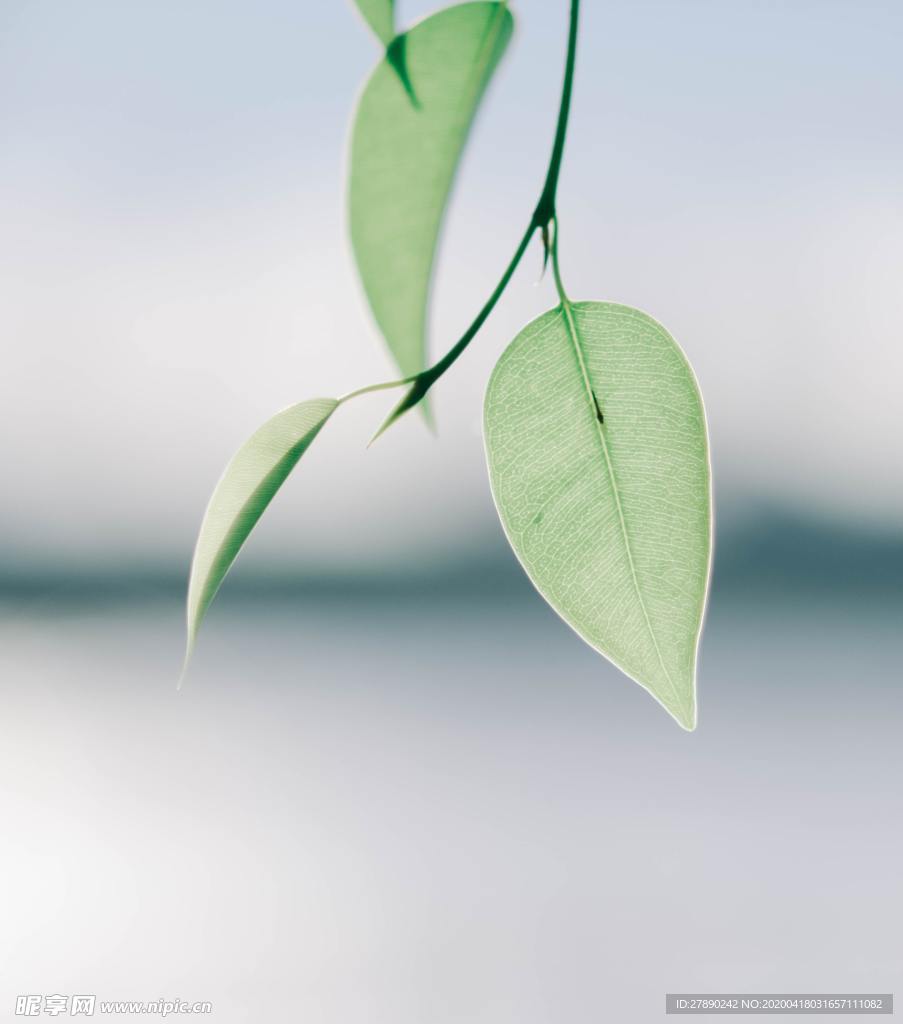 叶子