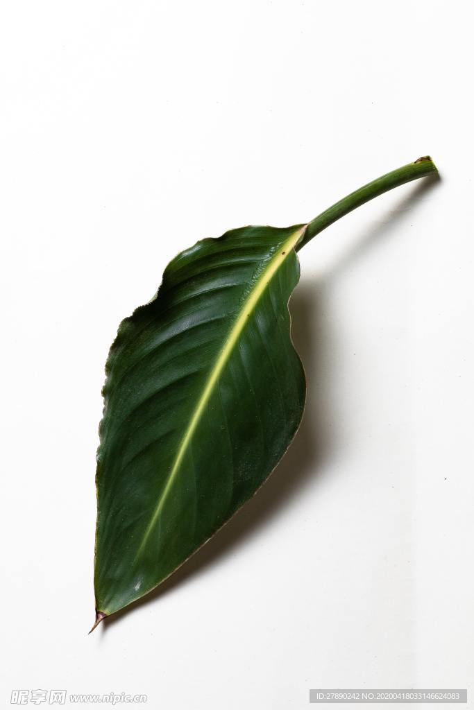 叶子