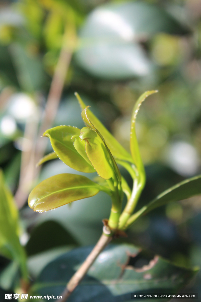 茶油树嫩芽