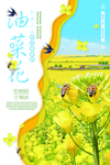 油菜花