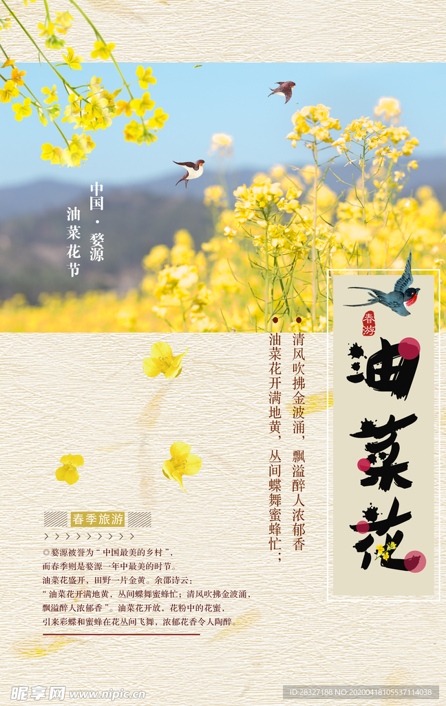 油菜花