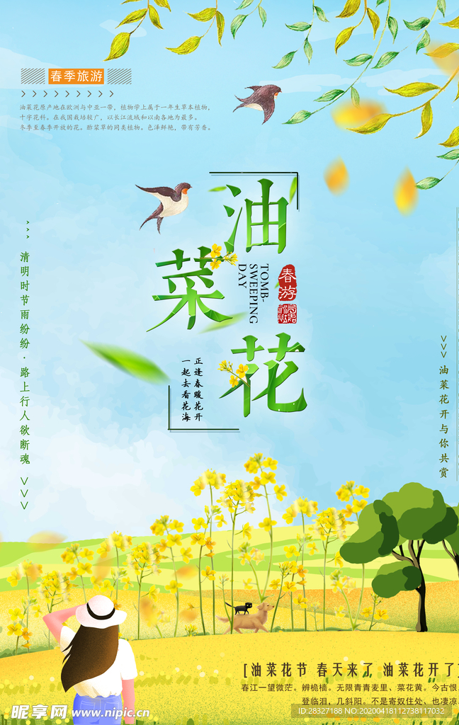 油菜花