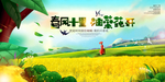 油菜花