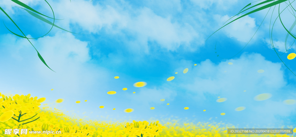 油菜花