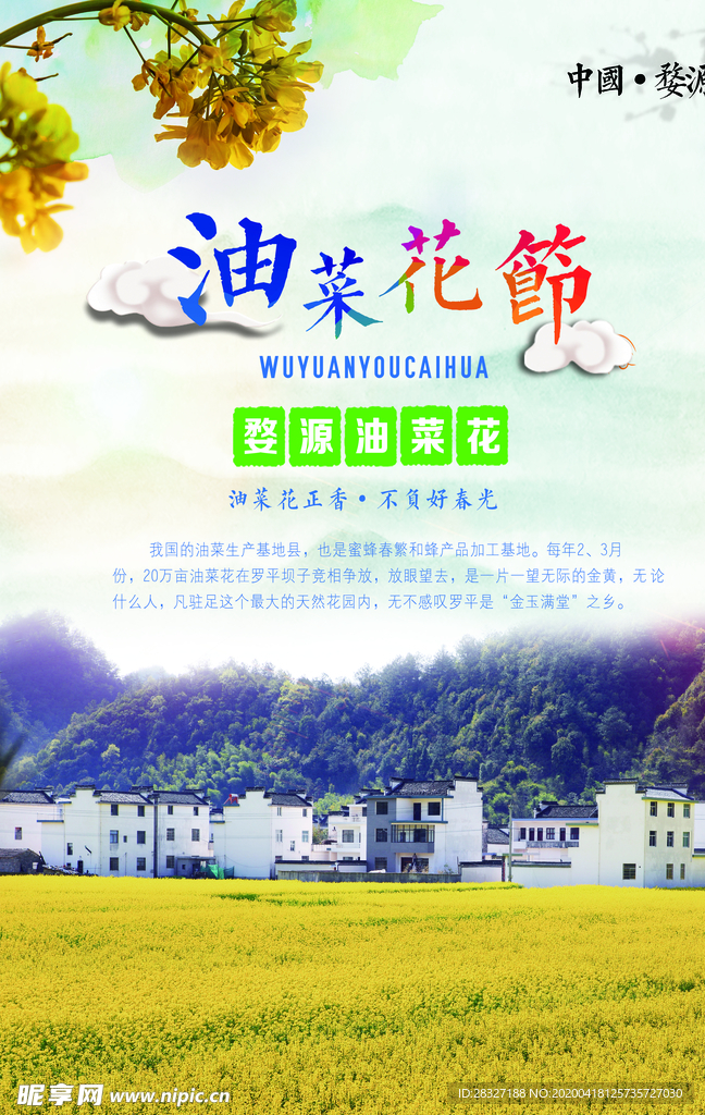 油菜花