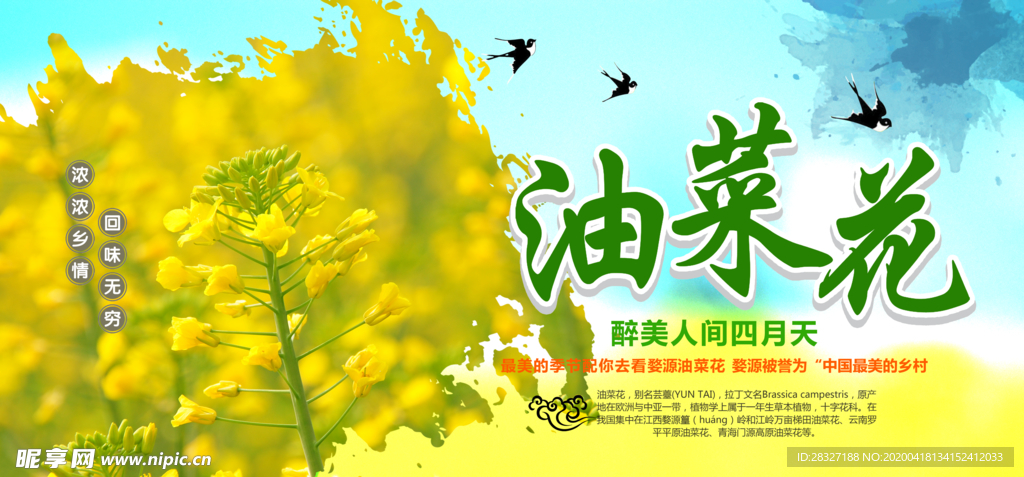 油菜花
