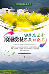 油菜花