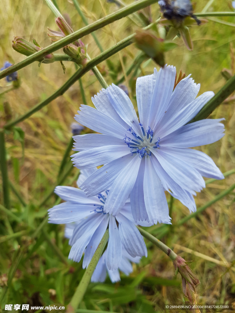 花