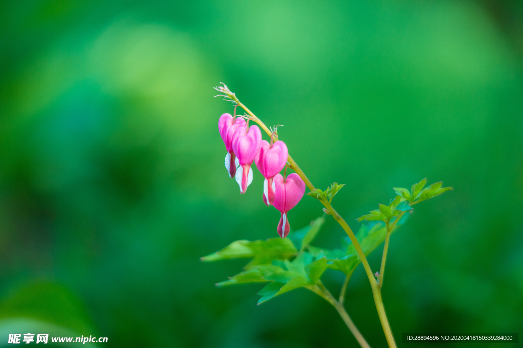 粉红色鲜花