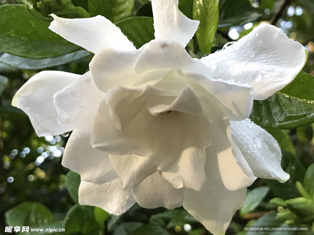 栀子花