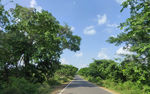 森林公路