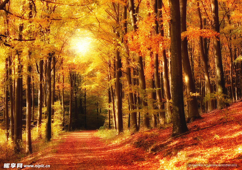 秋季树林