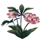 手绘荷花