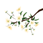手绘花