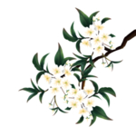 水彩花