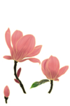水彩花