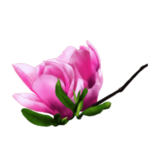 玫瑰花