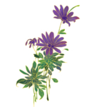 紫色花瓣