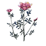 花卉图案