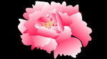 牡丹花
