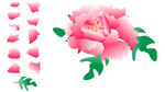 牡丹花