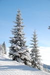 雪松