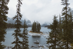 湖边雪松