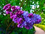 紫色花