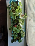 草莓秧
